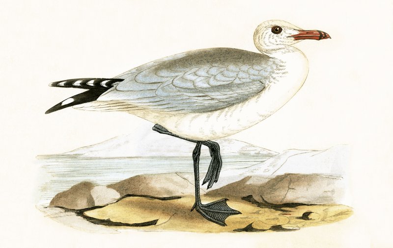 Gabbiano di Audouin, illustrazione da 