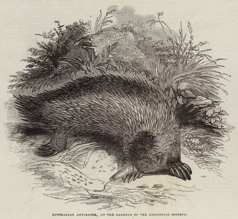 Formichiere australiano, nei giardini della Società Zoologica (incisione) da English School