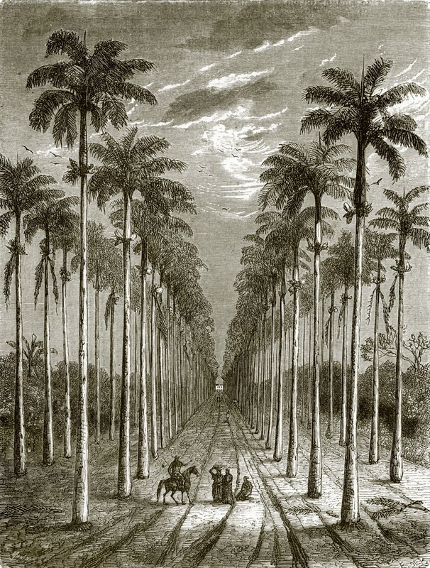 Viale di palme che conduce a una residenza a Cuba da English School