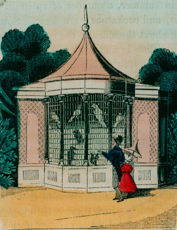 Voliera per pappagalli e cacatua allo zoo di Londra. 1840s da English School