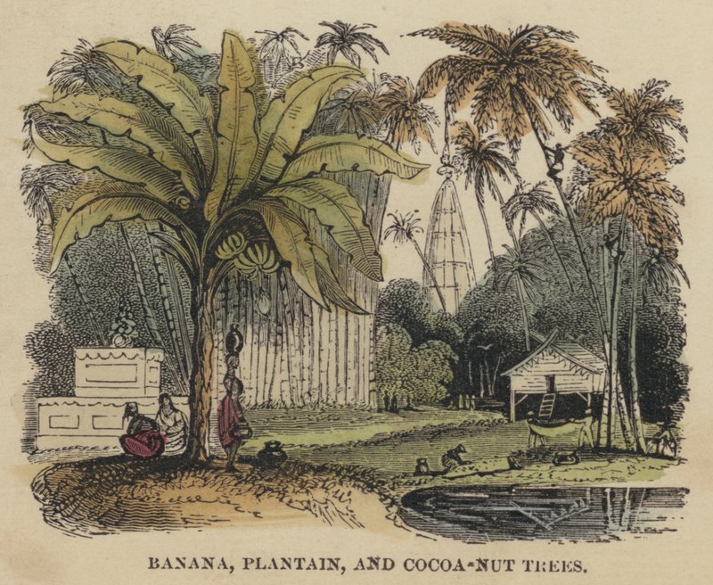 Alberi di banana, platano e cocco da English School