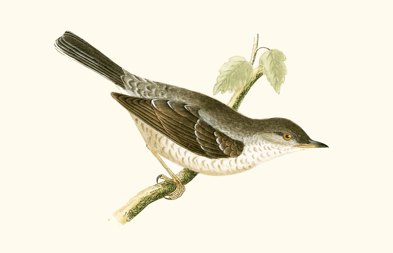 Sylvia nisoria, illustrazione da 