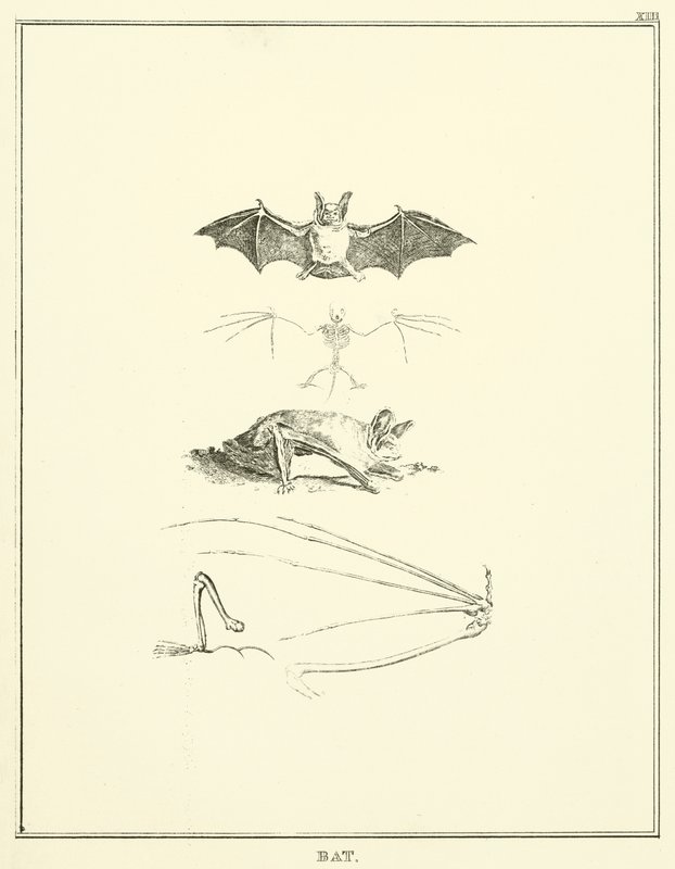 Pipistrello da English School