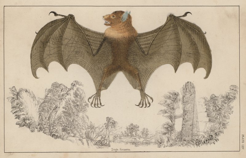 Pipistrello, con ali aperte da English School