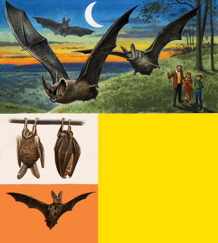 Pipistrelli da English School