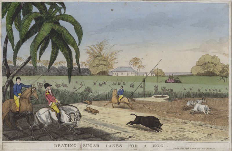 Battitura delle canne da zucchero per un maiale (incisione colorata) da English School