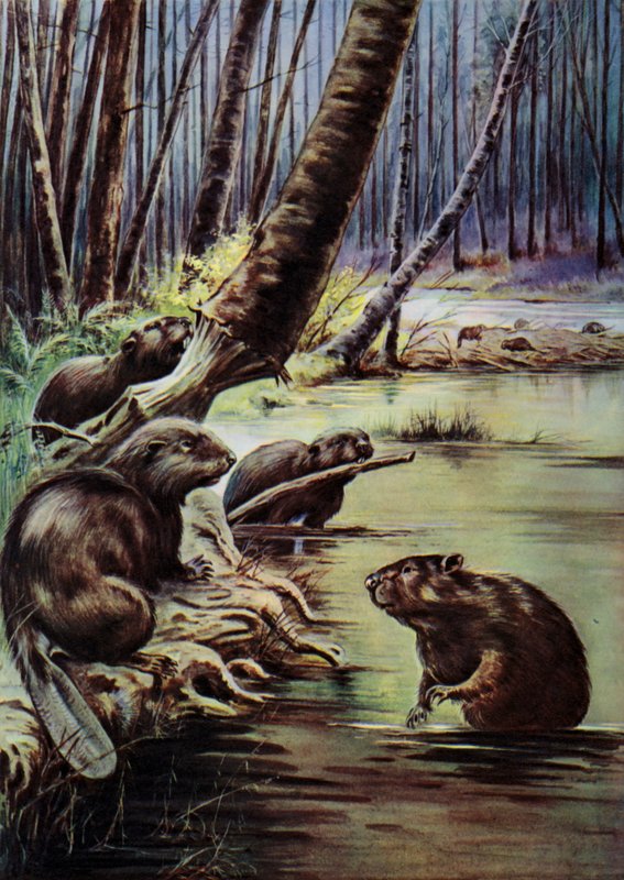 Castori che costruiscono una diga su un fiume da English School