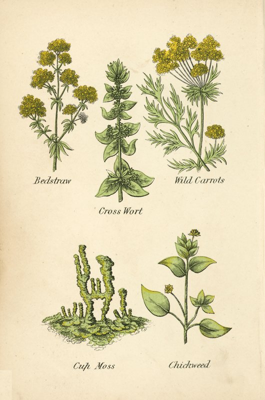 Caglio, Croce di erba, Carote selvatiche, Muschio a coppa, Stellaria da English School