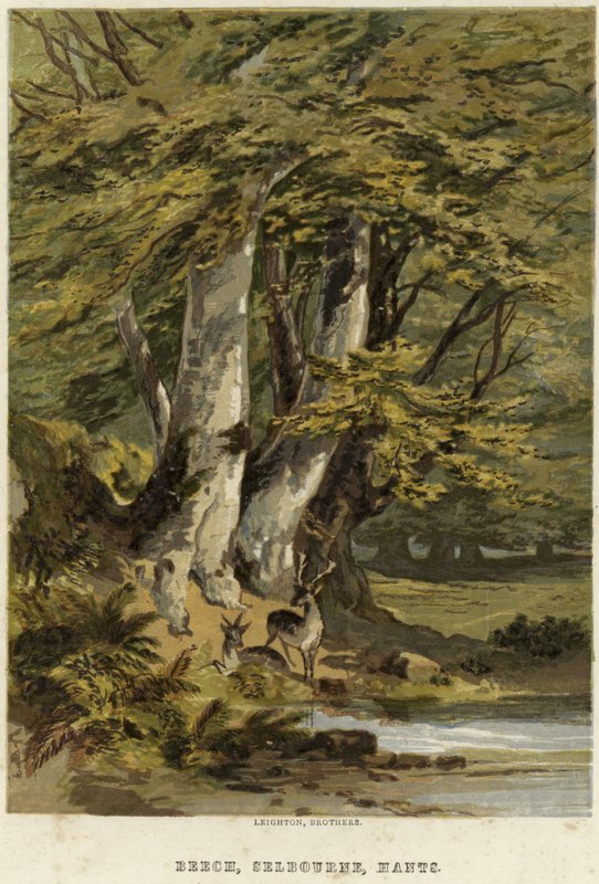 Faggi, vicino a Selborne, Hampshire da English School