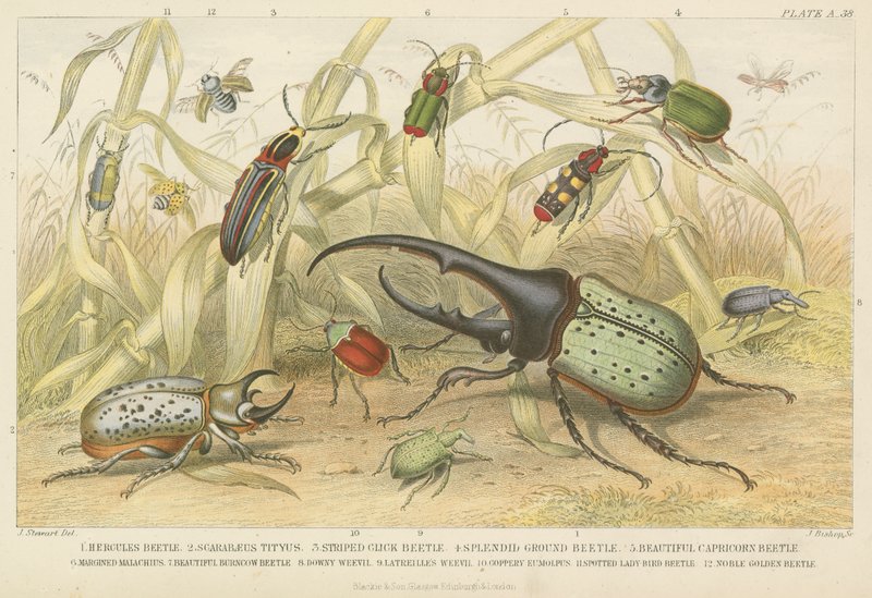 Coleotteri da English School