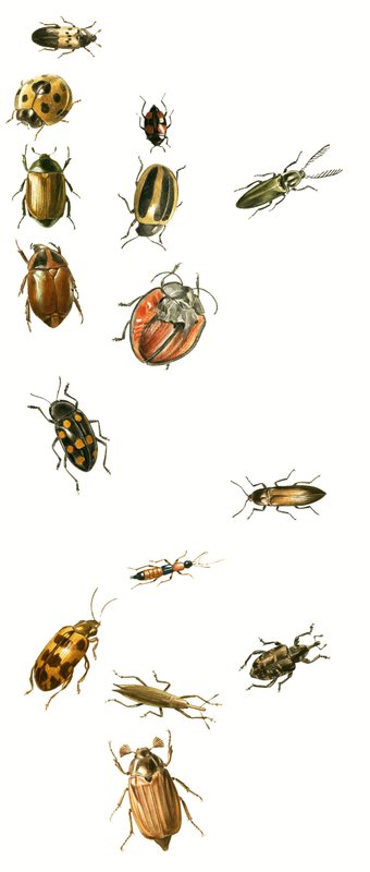 Coleotteri da English School