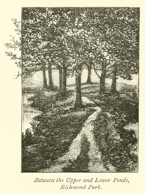 Tra i Laghetti Superiore e Inferiore, Richmond Park da English School