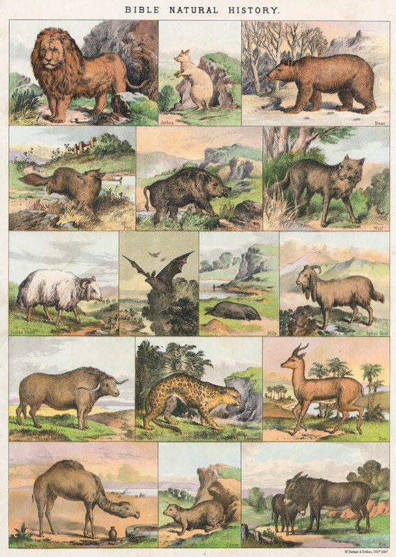 Storia naturale della Bibbia da English School