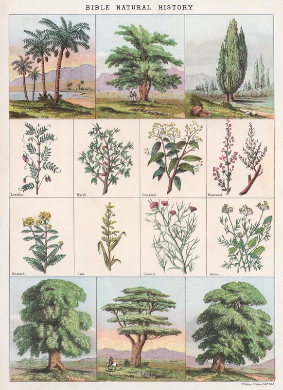 Storia naturale della Bibbia da English School