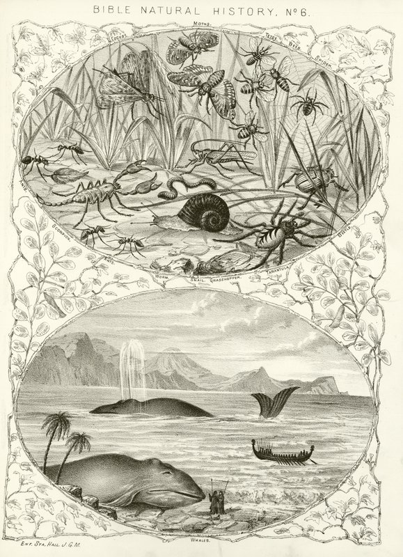 Storia naturale della Bibbia da English School