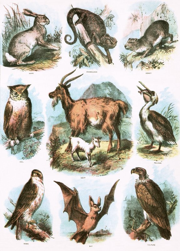 Illustrazioni bibliche da English School