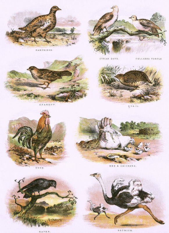 Storia naturale biblica da English School