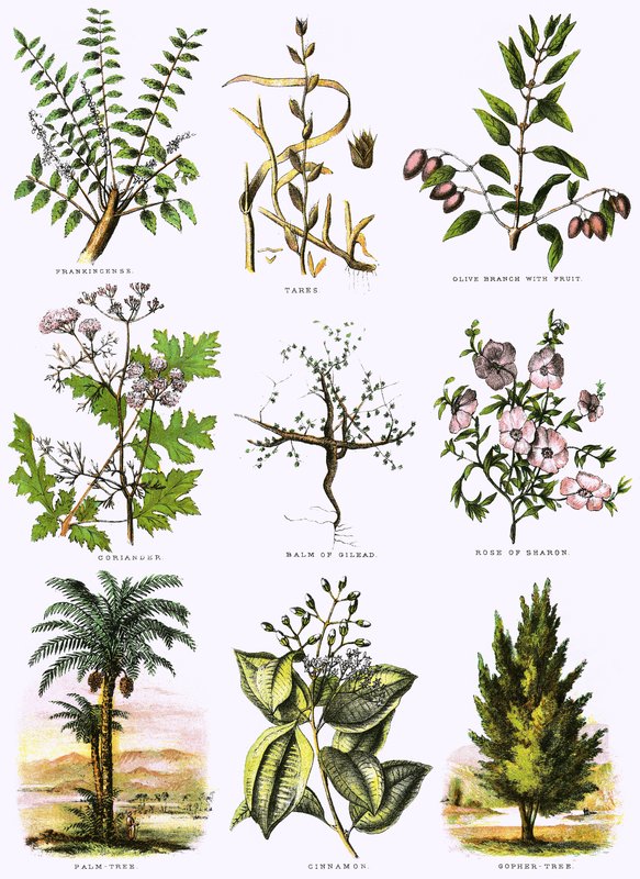 Storia naturale biblica da English School