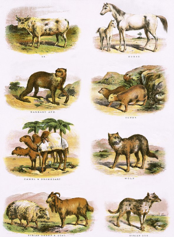 Storia naturale biblica da English School