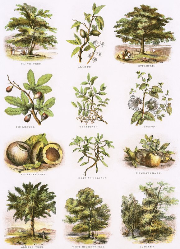Storia naturale biblica da English School
