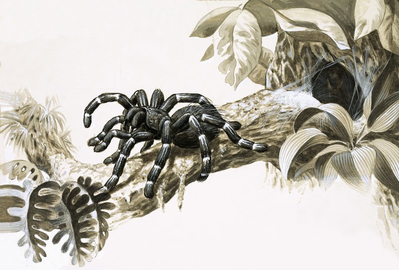 Ragno mangiatore di uccelli dell