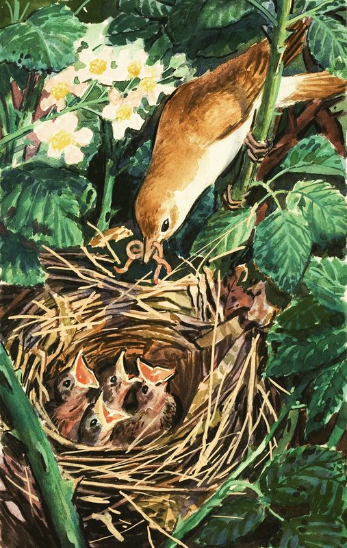 Uccello che nutre i pulcini nel nido da English School