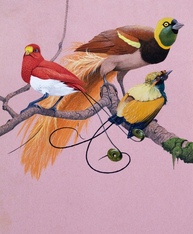 Uccelli del Paradiso (gouache su carta) da English School