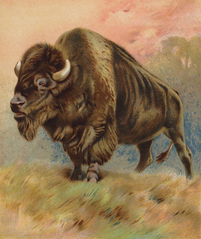 Bisonte da English School