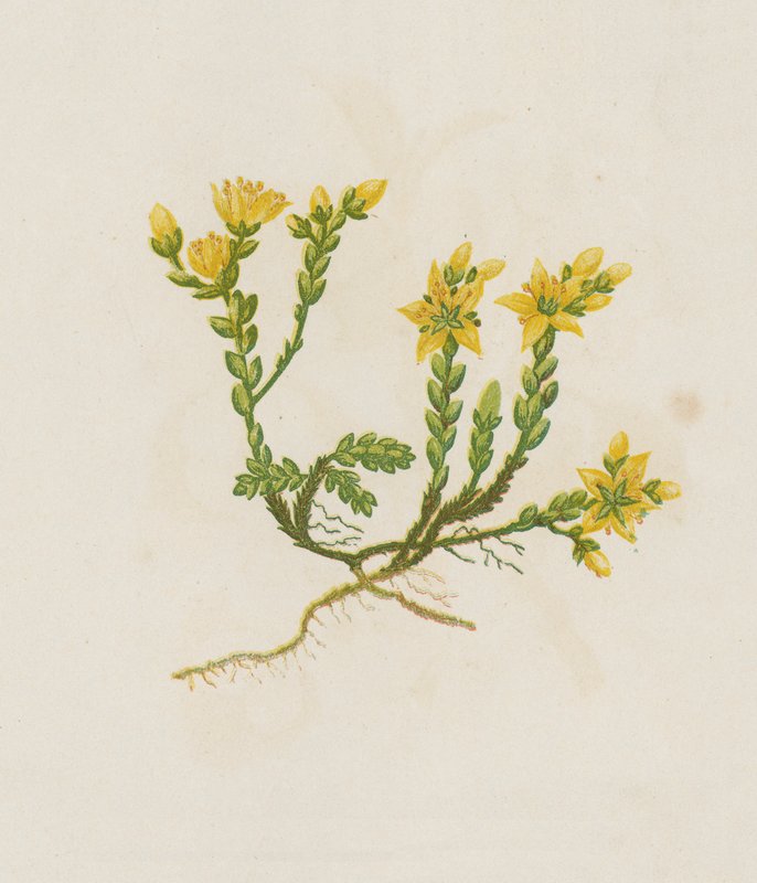 Borracina acre, Sedum Acre da English School