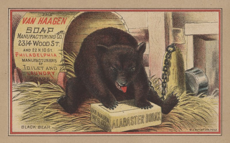 Orso nero da English School