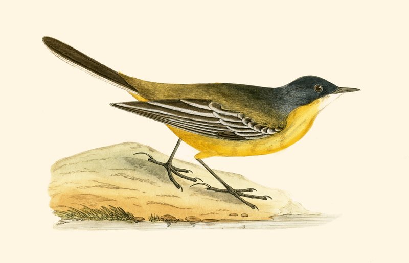 Cutrettola gialla dalla testa nera, illustrazione da 
