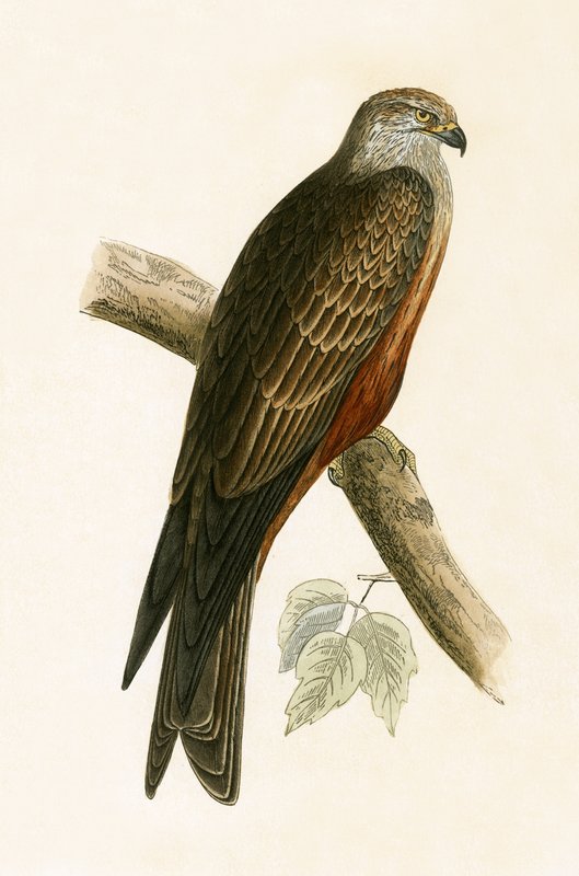 Nibbio nero, illustrazione da 