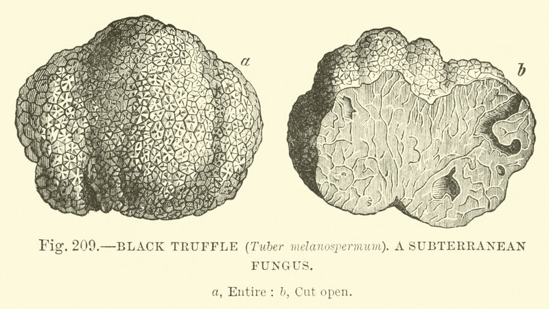 Tartufo nero (Tuber melanospermum); Un fungo sotterraneo da English School