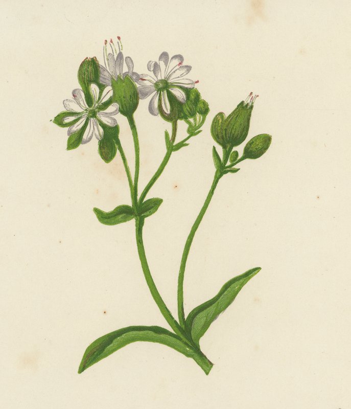 Silene gonfiata, Silene Inflata da English School