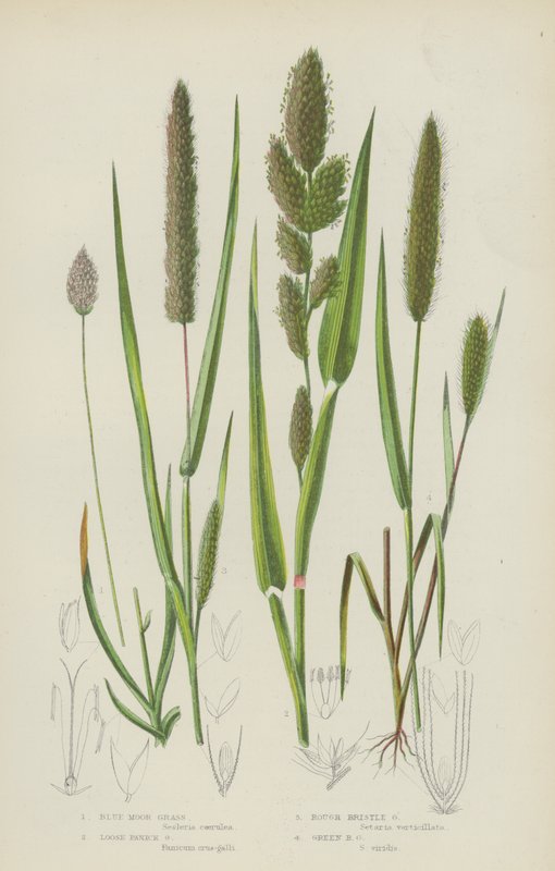 Erba di Brughiera Blu, Erba di Panico Sciolto, Erba Setolosa Ruvida, Erba Setolosa Verde da English School