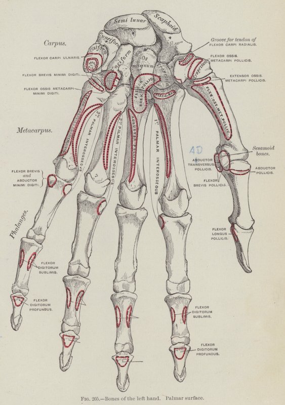 Ossa della mano sinistra, superficie palmare da English School