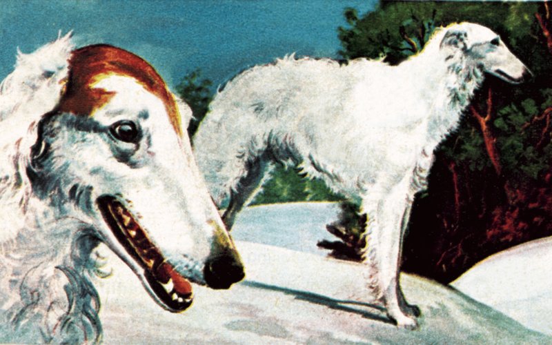 Borzoi da English School
