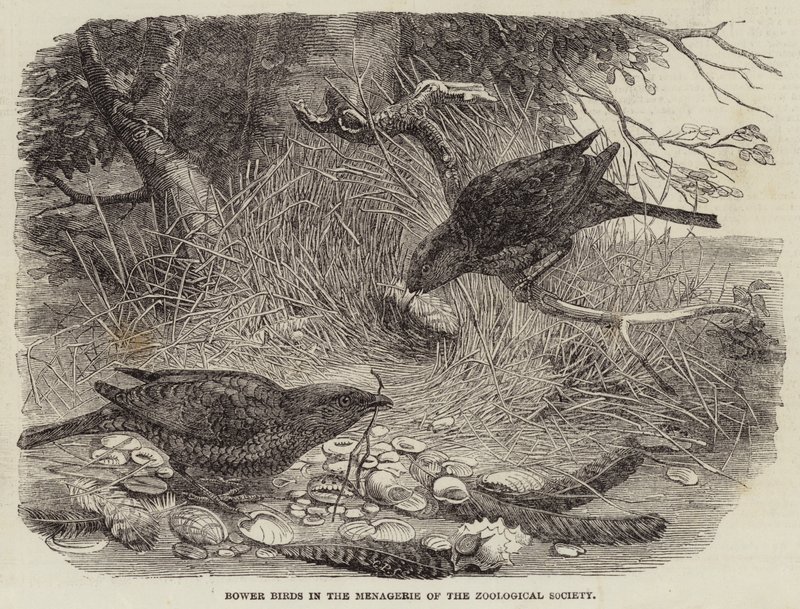 Uccelli giardinieri nella menagerie della Società Zoologica da English School