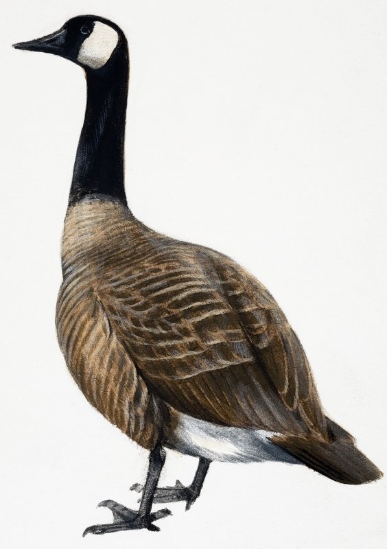 Brent Goose da English School