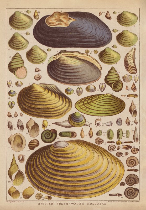 Molluschi d