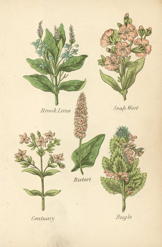 Veronica Beccabunga, Saponaria, Bistorta, Centaurea, Bugola da English School