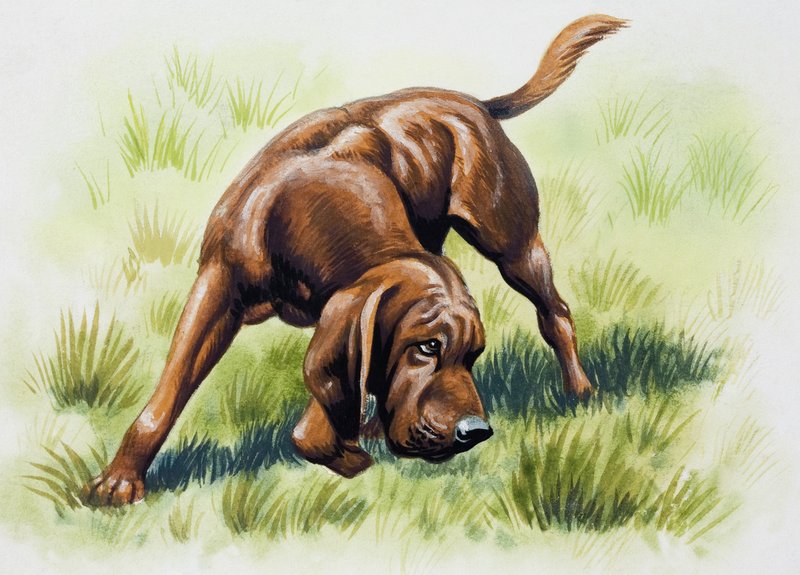 Cane marrone da English School
