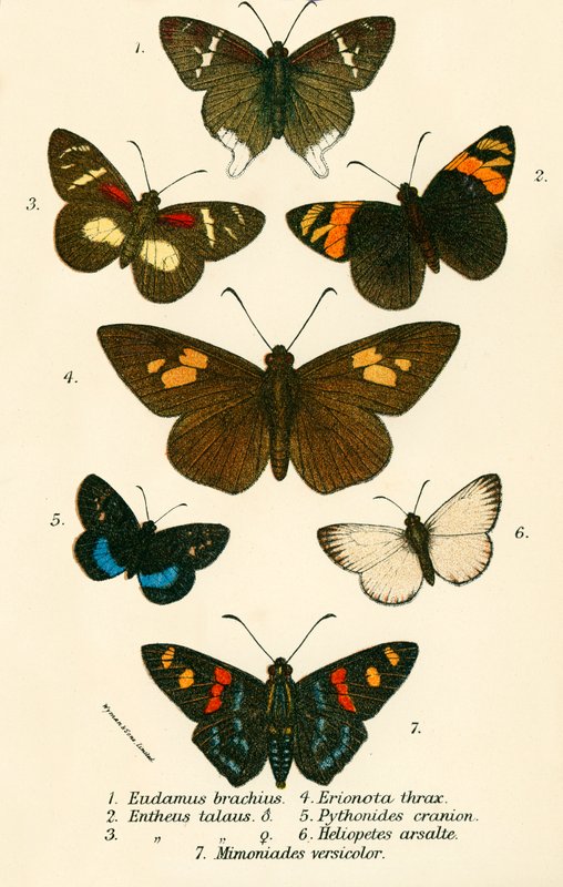 Farfalle da English School