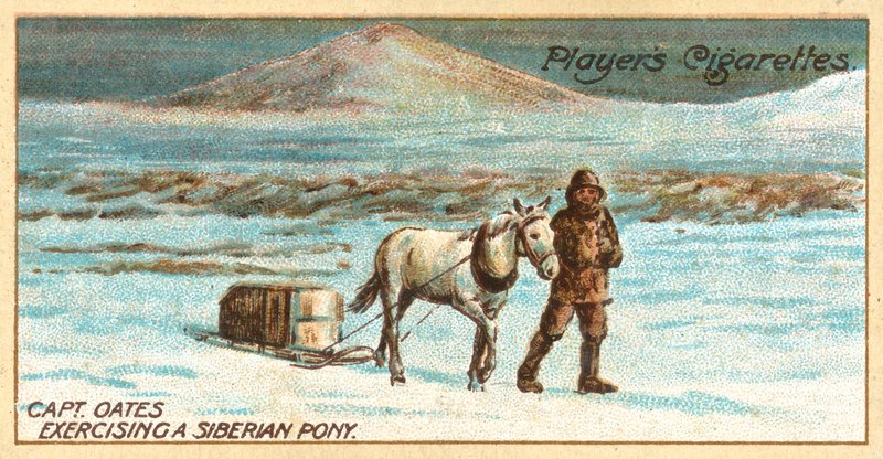 Il capitano Oates che esercita un pony siberiano da English School