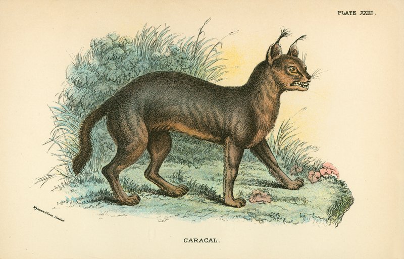 Caracal da English School