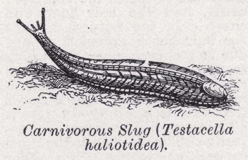 Lumaca carnivora, Testacella haliotidea da English School