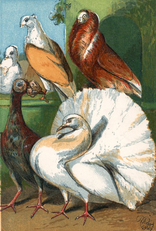 Piccioni Carrier, fantail e di fantasia da English School