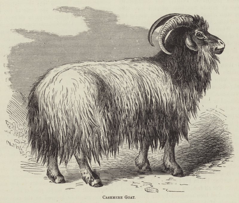 Capra del cashmere (incisione) da English School