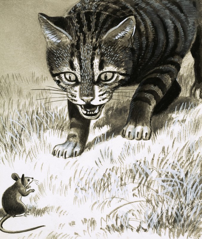Il gatto si avvicina al topo da English School