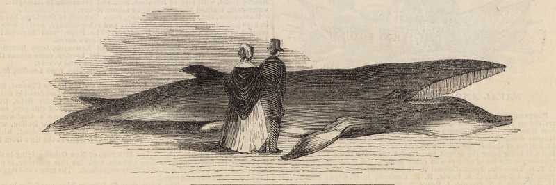 Caccia a una balena al molo di Deptford: la balena da English School